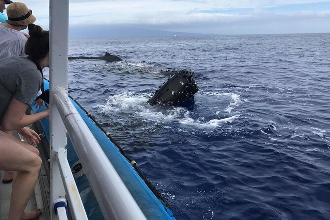 Whale Watching from Ma'alaea Harbor - Detailed Itinerary Breakdown