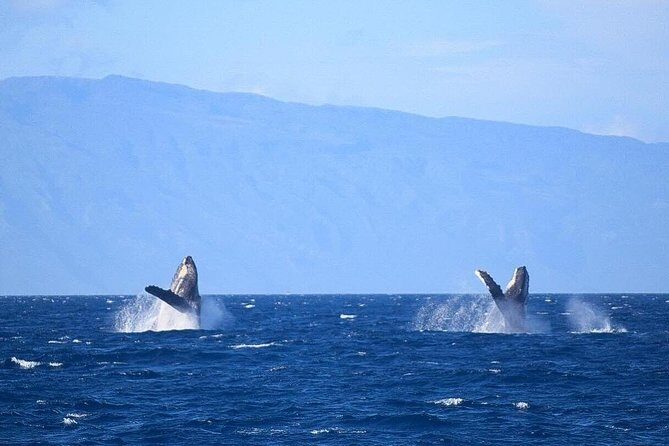 Whale Watching from Ma'alaea Harbor - The Sum Up