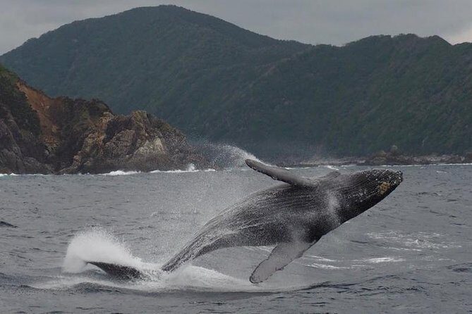 Whale Watching from Ma'alaea Harbor - FAQ