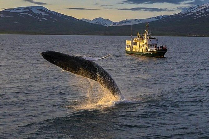 Whale Watching from the Heart of Akureyri - In-Depth Review of Whale Watching from Akureyri