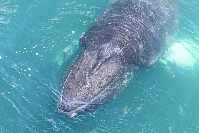 Whale Watching from the Heart of Akureyri - FAQs
