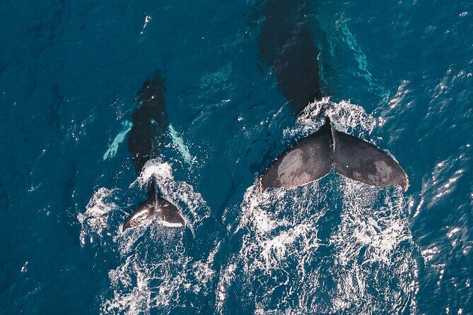 Whale Watching Galle with Pickup & Drop - Key Points