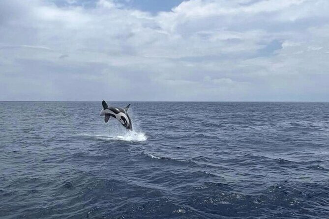 Whale Watching Galle with Pickup & Drop - Final Thoughts