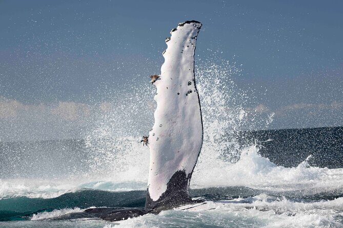 Whale Watching Gold Coast - Whale Watching Gold Coast: An Up-C close Encounter with Humpback Whales
