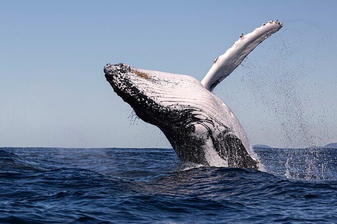 Whale Watching Gold Coast - In-Depth Review of the Whale Watching Gold Coast Tour