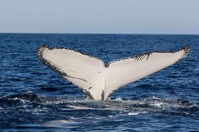 Whale Watching Gold Coast - FAQ