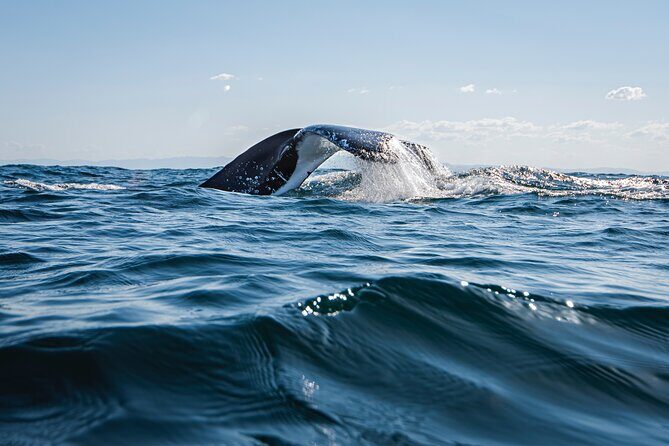 Whale Watching Gold Coast - Exploring the Gold Coast Whale Watching Experience