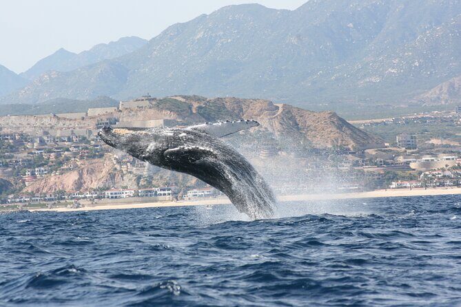 Whale Watching Group Tour in San Jose del Cabo - The Details of the Experience