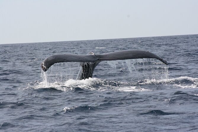 Whale Watching Group Tour in San Jose del Cabo - Final Thoughts