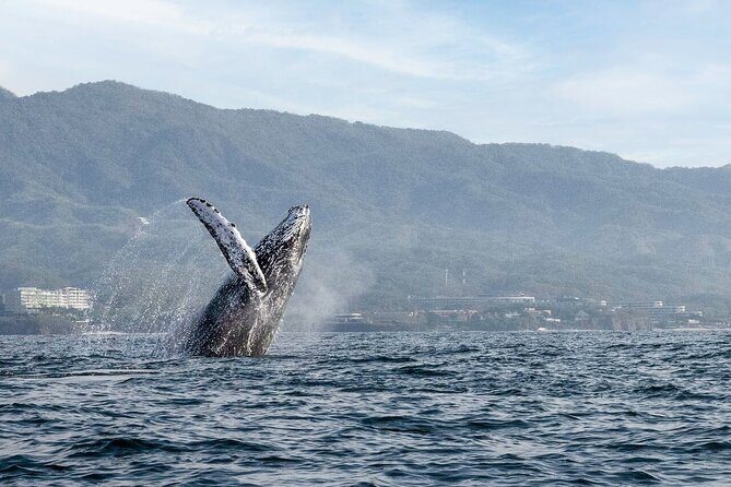 Whale Watching Guaranteed Experience in Puerto Vallarta - A Deep Dive into the Whale Watching Experience