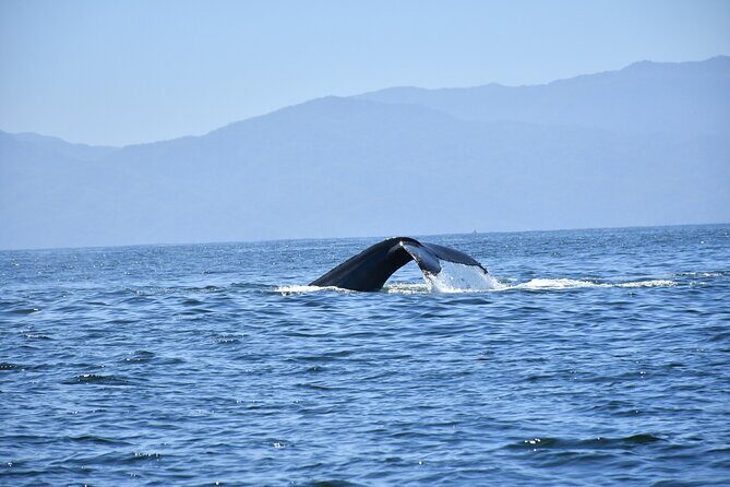 Whale Watching Guaranteed Experience in Puerto Vallarta - Practical Details for Travelers
