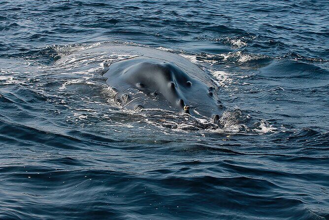Whale Watching Guaranteed Experience in Puerto Vallarta - Who Would Love This Tour?