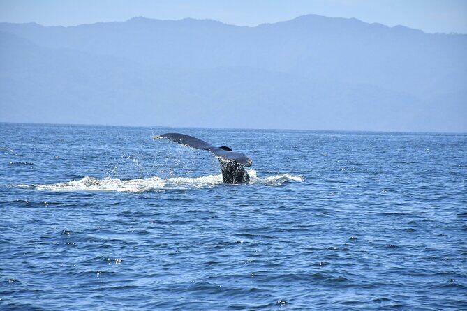Whale Watching Guaranteed Experience in Puerto Vallarta - FAQ