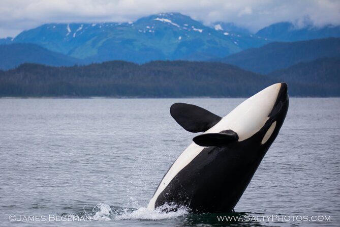 Whale-watching, Icy point, Hoonah , whales, Orca, killer-whales. - In-Depth Look at the Whale-Watching Tour from Hoonah