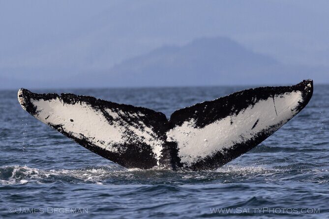 Whale-watching, Icy point, Hoonah , whales, Orca, killer-whales. - FAQ