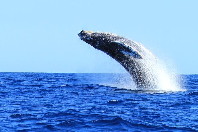 Whale Watching in Cabo San Lucas - What to Expect on the Tour
