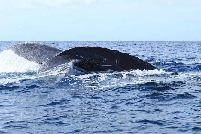 Whale Watching in Cabo San Lucas - Whale Encounters and Marine Wildlife