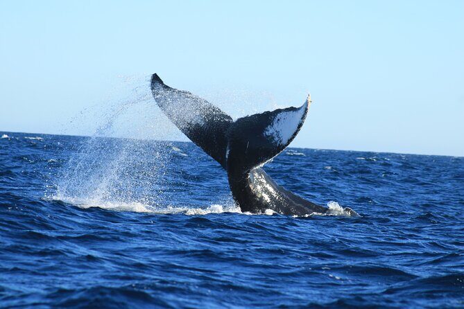 Whale Watching in Cabo San Lucas - Considerations and Tips