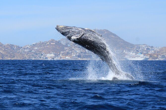 Whale Watching in Cabo San Lucas - Pricing and Value