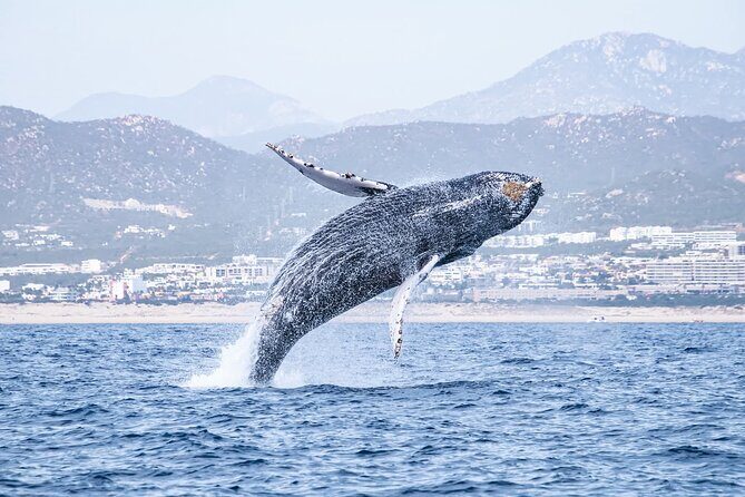 Whale Watching in Cabo San Lucas - Whale Watching in Cabo San Lucas: A Closer Look at This Marine Adventure