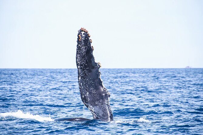Whale Watching in Cabo San Lucas - Key Points