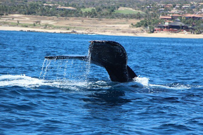 Whale Watching in Cabo San Lucas on board our Luxury Trimaran! - Final Thoughts: Who Should and Shouldnt Book?
