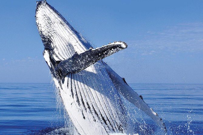 Whale Watching in Cabo San Lucas: Sightseeing Cruise and Shopping - Frequently Asked Questions
