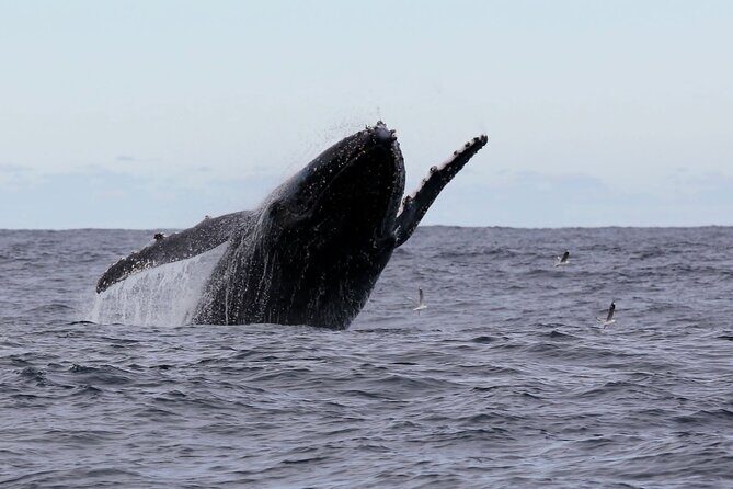 Whale Watching in Coffs Harbour - What to Expect on the Tour