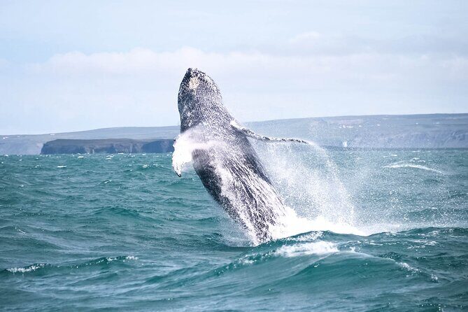 Whale Watching in Husavik - A Detailed Look at the Husavík Whale Watching Tour