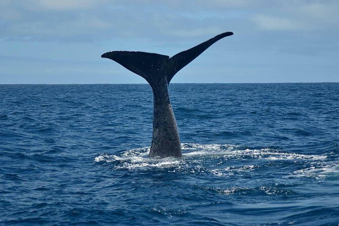 Whale Watching in Kaikoura by Boat - Whale Watching in Kaikoura by Boat: A Thorough Guide