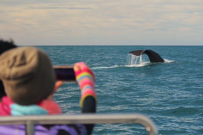 Whale Watching in Kaikoura by Boat - Key Points