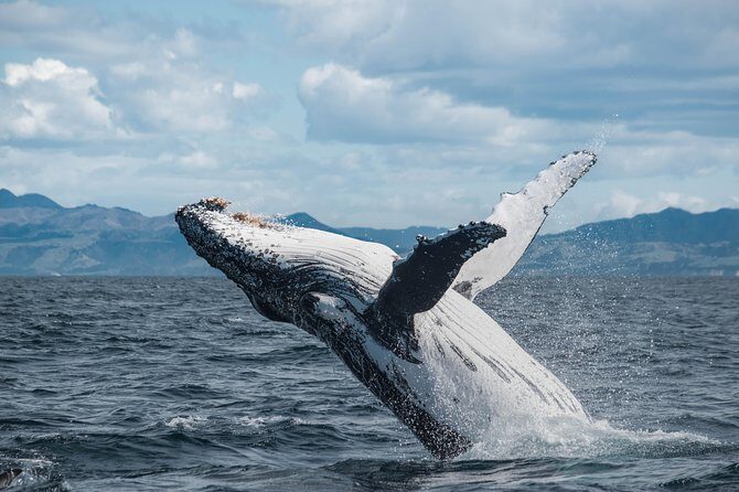 Whale Watching in Kaikoura by Boat - What You Can Expect During the Tour