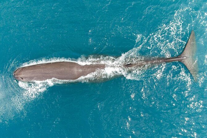 Whale Watching in Kaikoura by Boat - Detailed Breakdown of the Itinerary