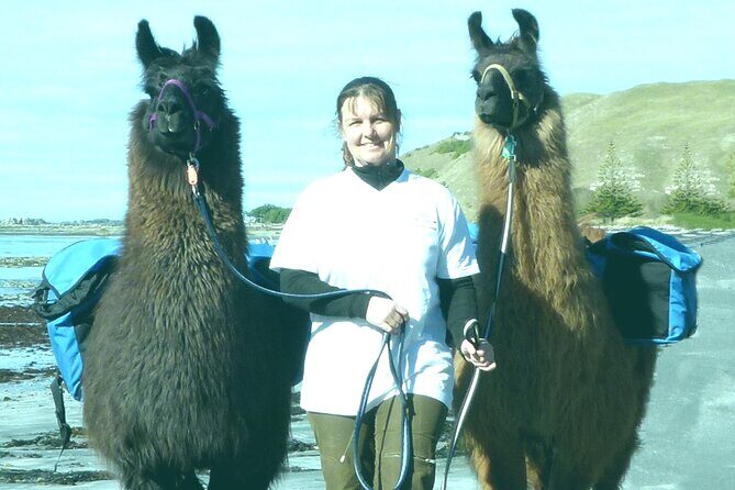 Whale Watching in Kaikoura by Boat - Authentic Encounters and Real Reviews
