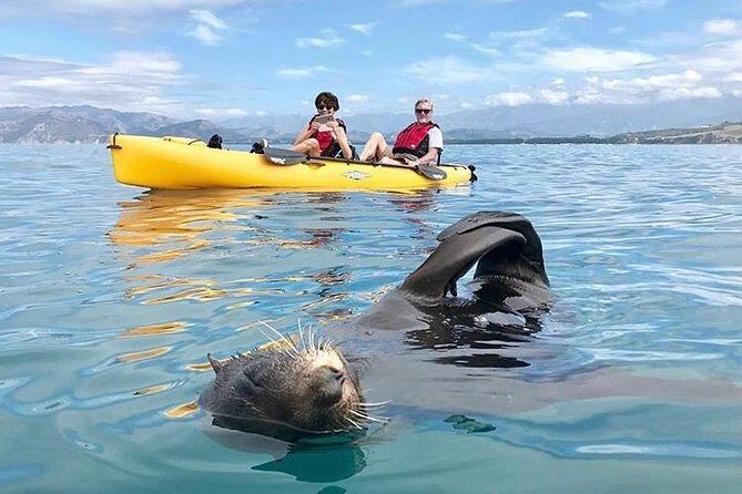 Whale Watching in Kaikoura by Boat - Who Should Consider This Tour?