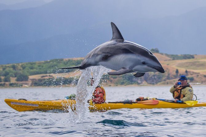 Whale Watching in Kaikoura by Boat - The Sum Up