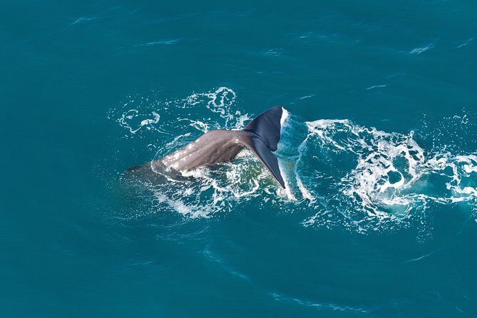 Whale Watching in Kaikoura - Ultimate Experience - Who Should Consider This Tour?
