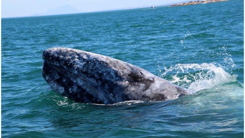 Whale Watching in La Paz  Gray Whale Encounter - Key Points