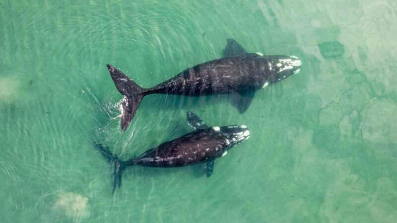 Whale Watching in La Paz  Gray Whale Encounter - Why Travelers Love It