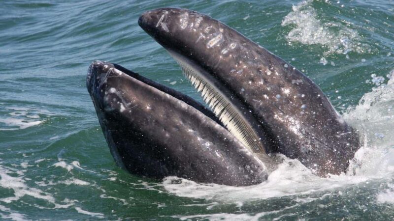 Whale Watching in La Paz  Gray Whale Encounter - Considerations and Practical Tips