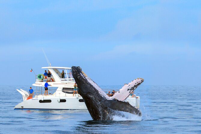 Whale Watching in Los Cabos  An Unforgettable Experience - What You Can Expect from the Tour