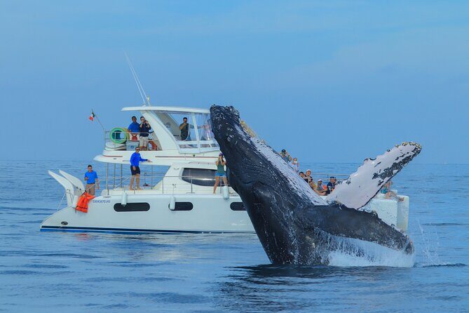 Whale Watching in Los Cabos  An Unforgettable Experience - Who Should Consider This Tour?