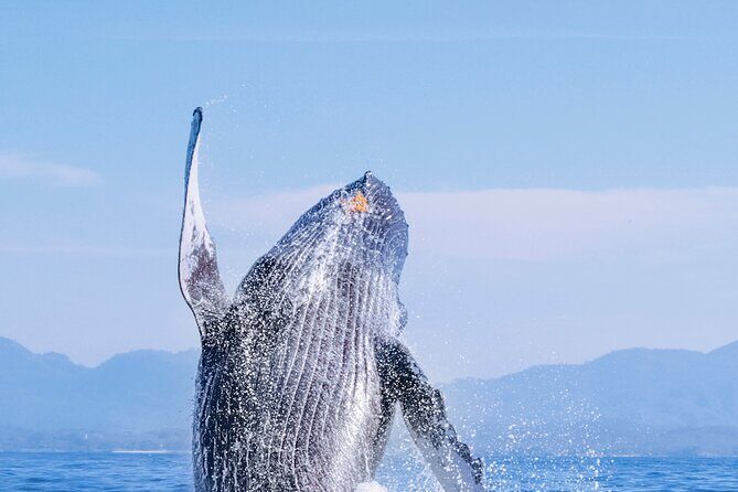 Whale Watching in Los Cabos  An Unforgettable Experience - FAQ