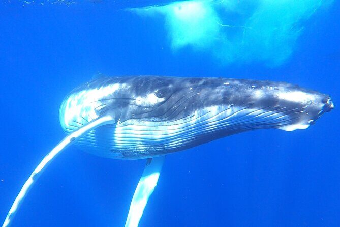 Whale watching in Moorea - A Deep Dive into the Moorea Whale Watching Experience