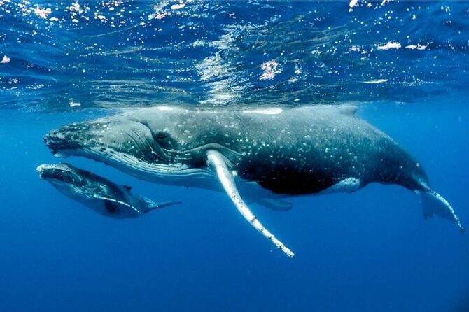 Whale watching in Moorea - FAQs
