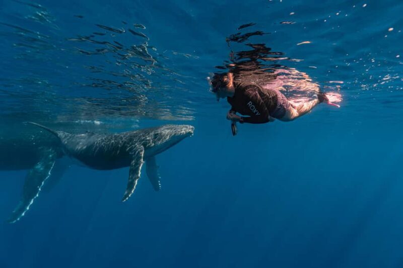 Whale watching in Moorea  Half-day private tour - Key Points