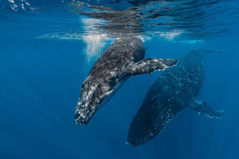 Whale watching in Moorea  Half-day private tour - An Authentic Encounter in Moorea’s Waters