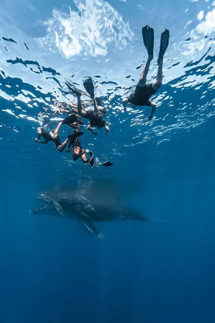 Whale watching in Moorea  Half-day private tour - What’s Included & What to Consider
