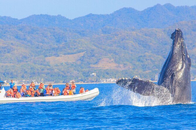 Whale Watching in Puerto Vallarta! - Whale Watching in Puerto Vallarta!