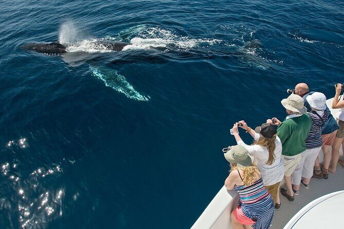 Whale Watching in Puerto Vallarta! - Key Points